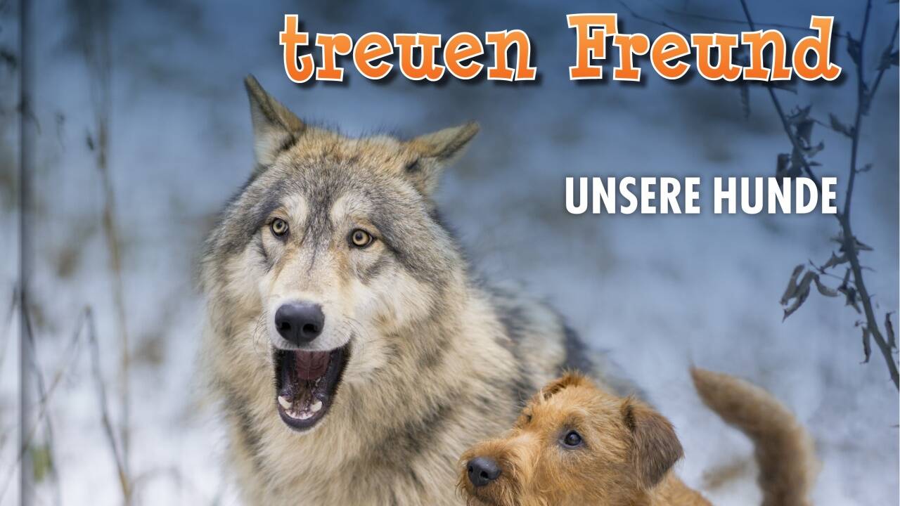 „Vom wilden Wolf zum treuen Freund“ von Kurt Kotrschal und Andrea Benedetter-Herramhof,48 Seiten, reich bebildert. Für Kinder ab neun Jahren. ISBN: 978-3-903147-03-4 
