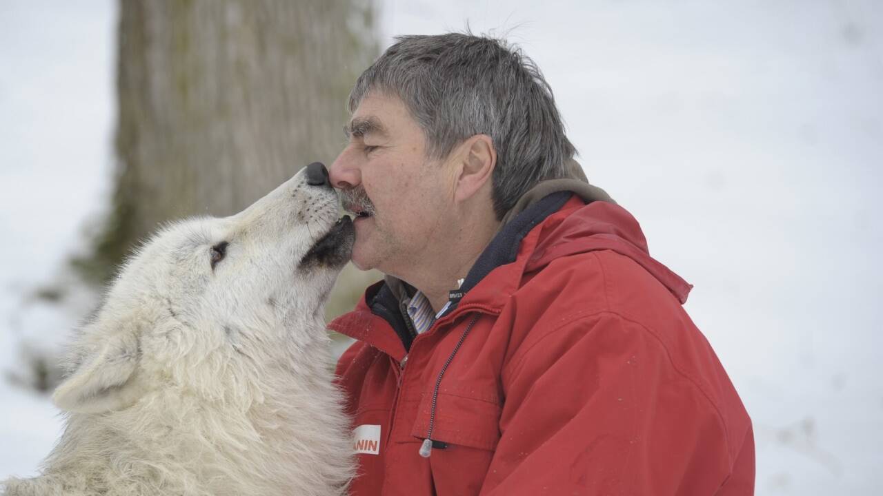 Im Wolfsforschungszentrum hat Biologe Kurt Kotrschal mit 15 Hunden und 17 Wölfen zu tun.  