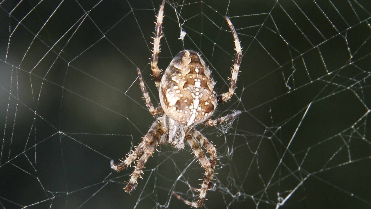 Kreuzspinne. Kreuzspinne.