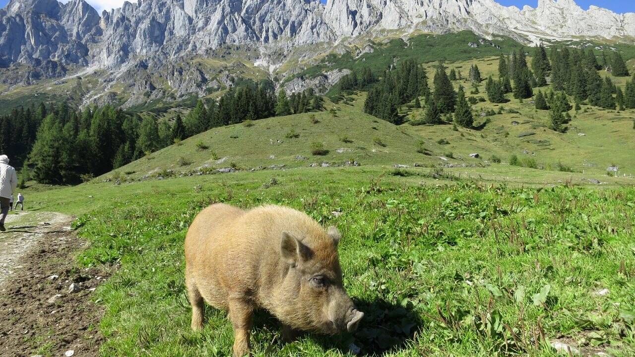Herbstgold unter der Mandlwand Herbstgold unter der Mandlwand