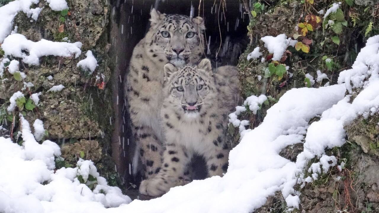 Schneeleoparden-Nachwuchs Kiran im verschneiten Gehege im Zoo Salzburg.  