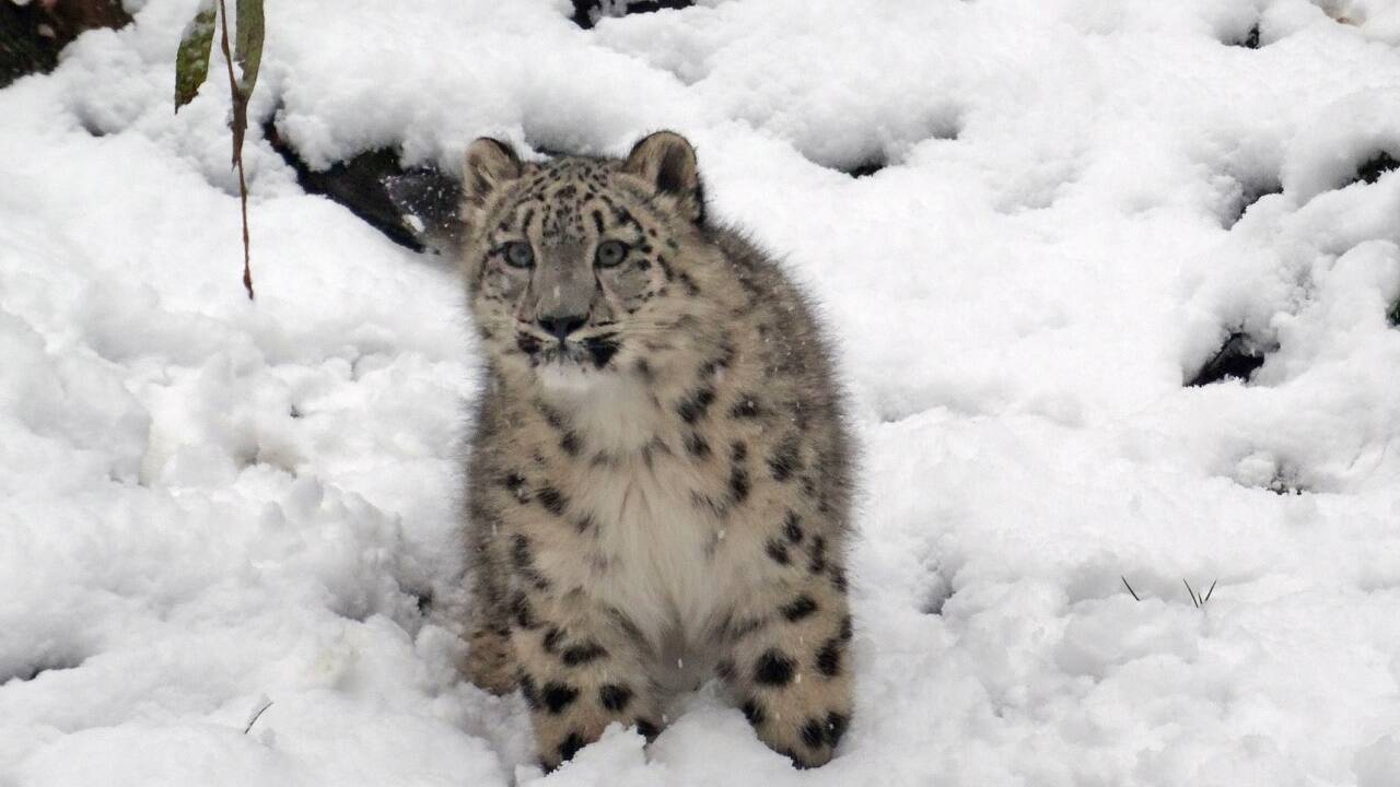 Schneeleoparden-Nachwuchs Kiran im verschneiten Gehege im Zoo Salzburg.  