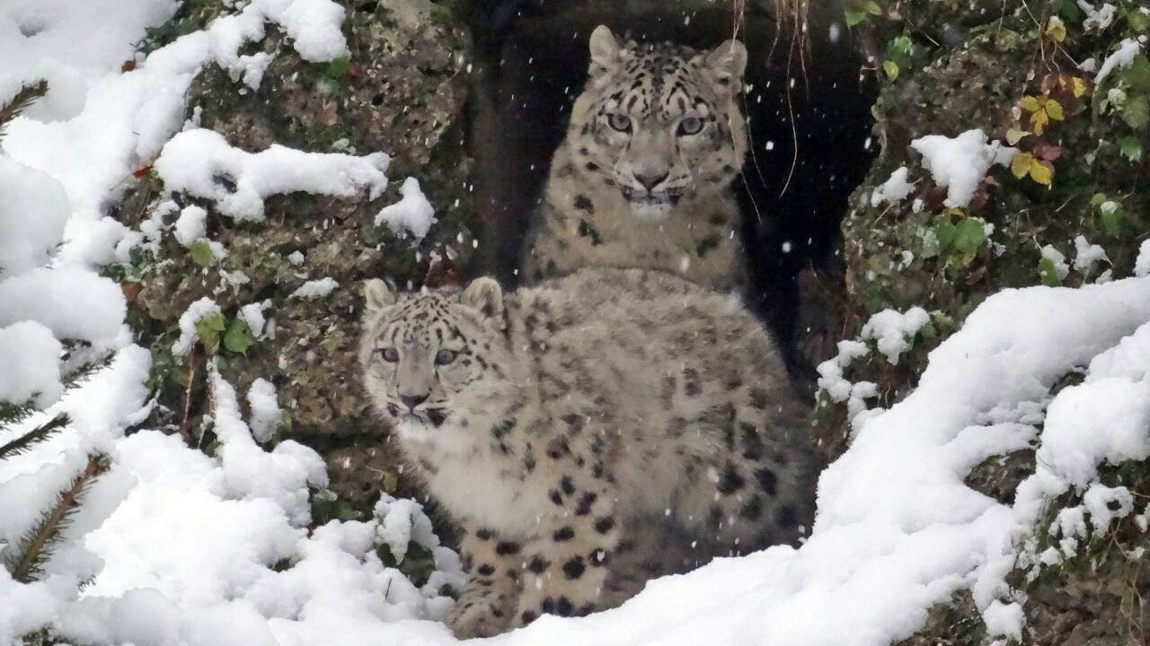 Schneeleoparden-Nachwuchs Kiran im verschneiten Gehege im Zoo Salzburg.  