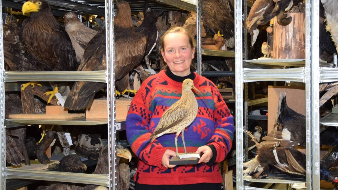 Christine Medicus mit dem Großen Brachvogel, der in Mooren und Feuchtwiesen brütet. Durch den beständigen Rückgang seines Lebensraumes ist er stark gefährdet.  