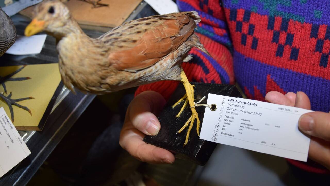Ein Wachtelkönig 