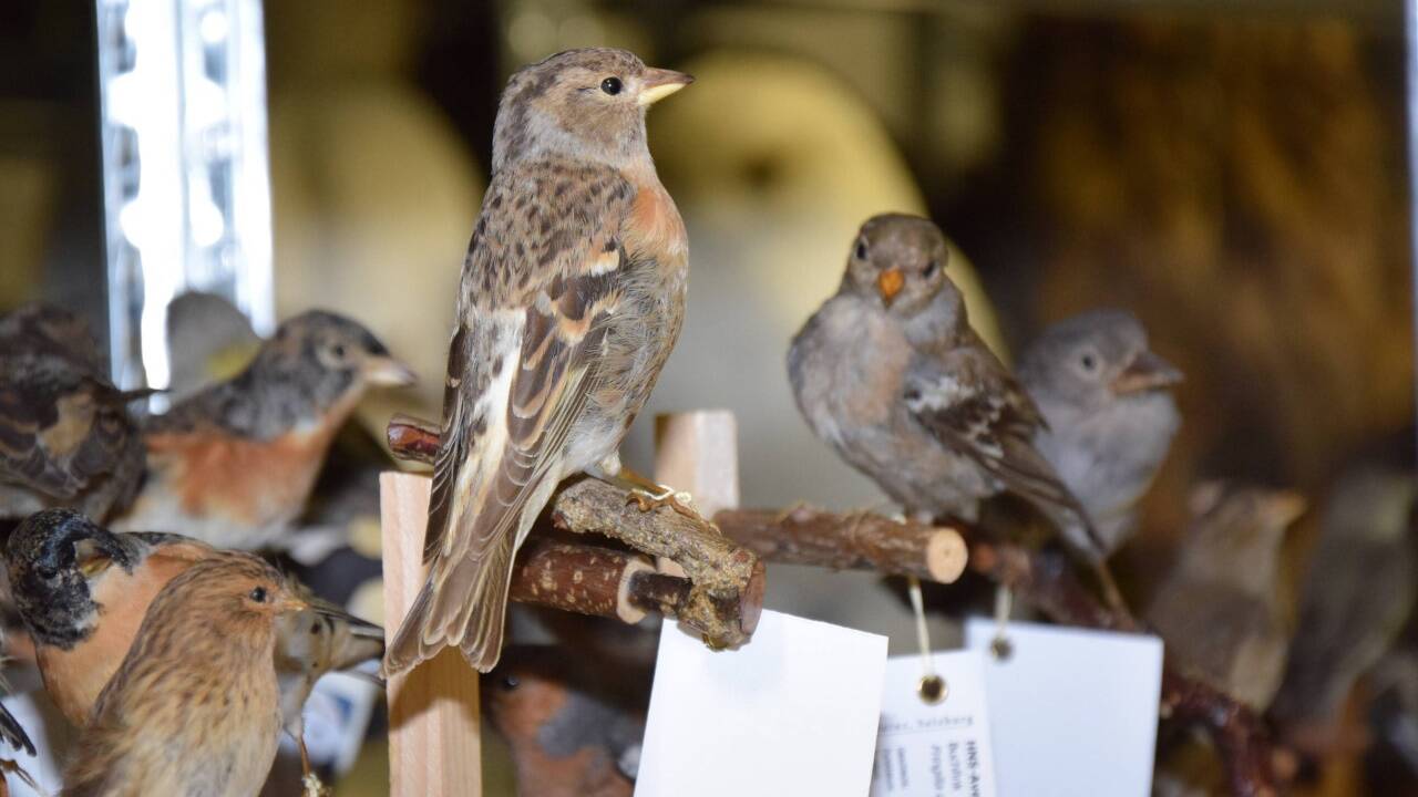 Singvögel 