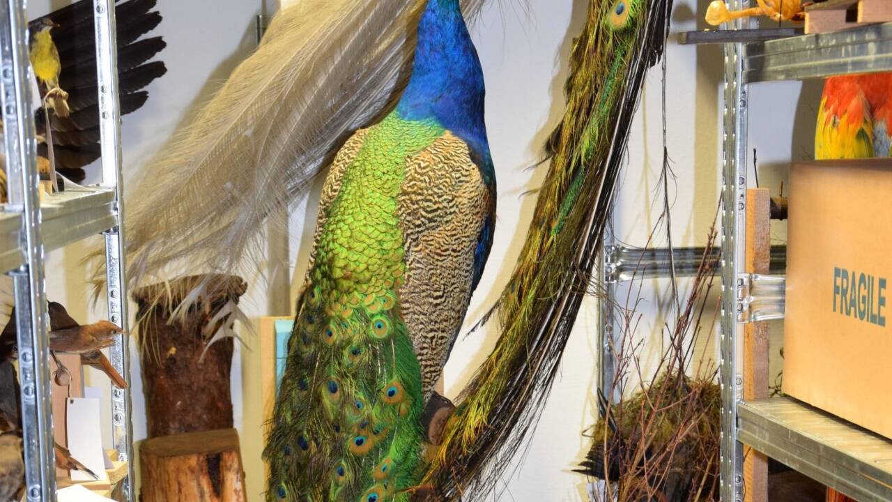 Pfau 