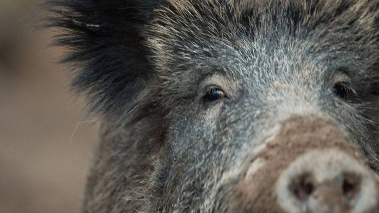 Die Tiere haben sich offensichtlich verirrt 