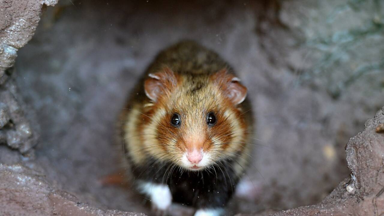 Sogar ein Hamster wurde schon in einem Zug vergessen 