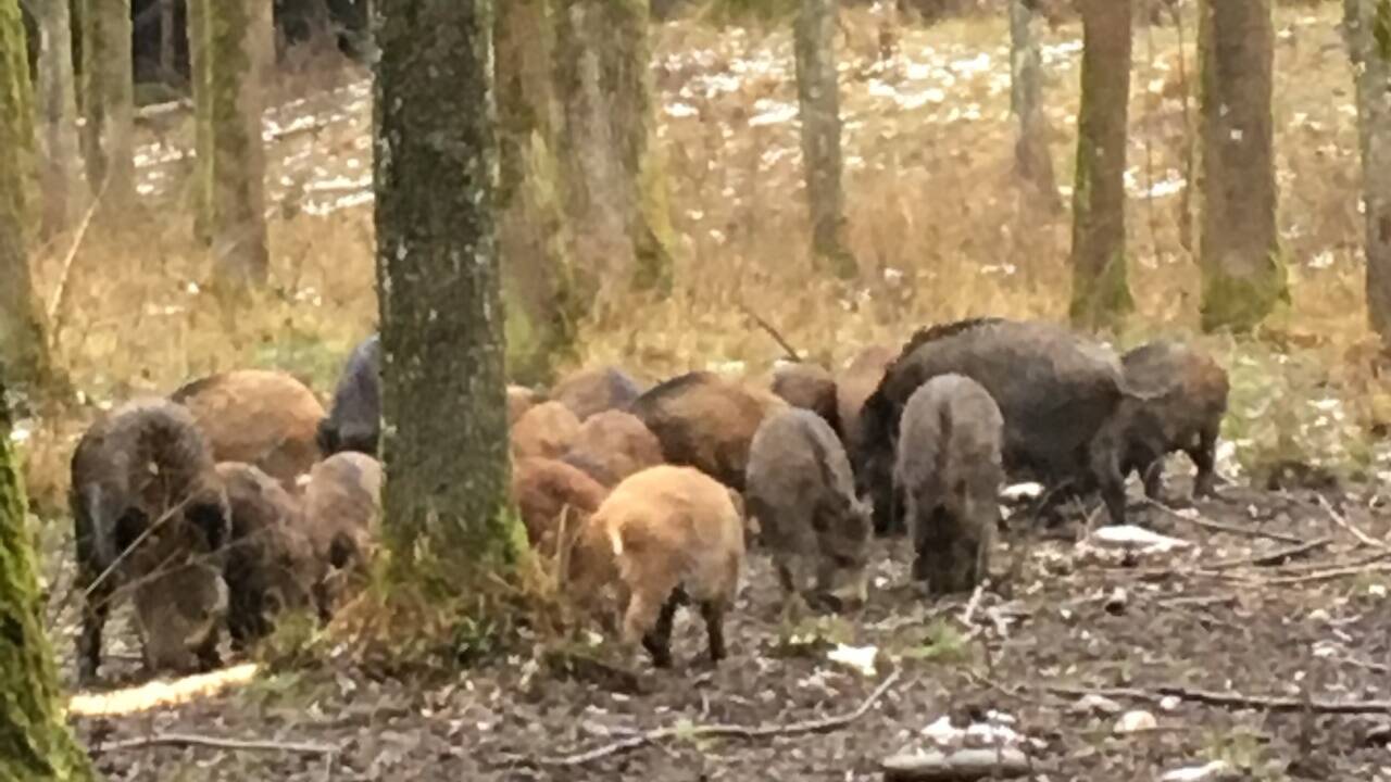 Eine Rotte in der Au. 