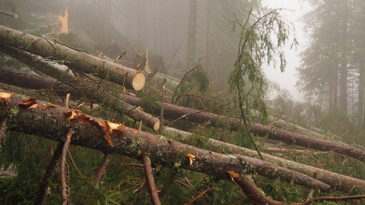 Zerstörter Wald in Bad Gastein.  