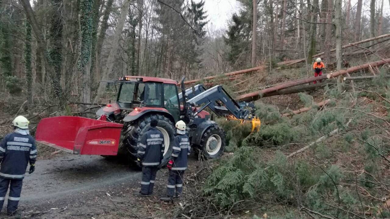 Umgestürzte Bäume im Bereich Deutschlandsberg. 