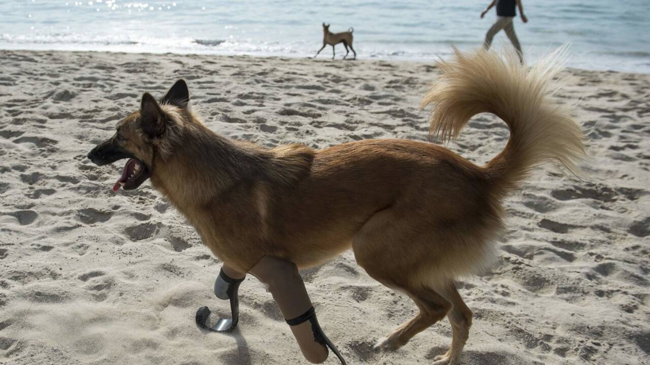 13. Dezember 2017 - he’s got legs: Hier sehen wir einen Mischlingshund namens Cola, der über einen Strand in Phuket (Thailand) läuft. An den Vorderläufen befinden sich „Blade Runner“-Prothesen, wie sie einst der Paralympics-Sportler Oscar Pistorius weltweit berühmt gemacht hat. Colas Schicksal hatte vor einem Jahr große Empörung in Thailand ausgelöst. Das Hündchen hatte herumliegende Stiefel auf einem Nachbargrundstück angenagt, dessen Besitzer bekam daraufhin einen Wutanfall und verstümmelte das Tier mit einem Schwert. Tierschützer nahmen sich dann des Hundes an, jetzt ließen sie ihm die Prothesen anfertigen. 