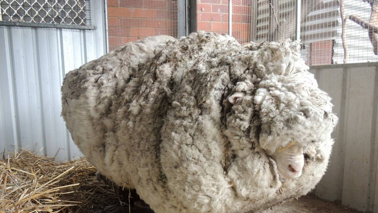 Verlorenes Schaf "Chris" von 42 Kilogramm Wolle befreit