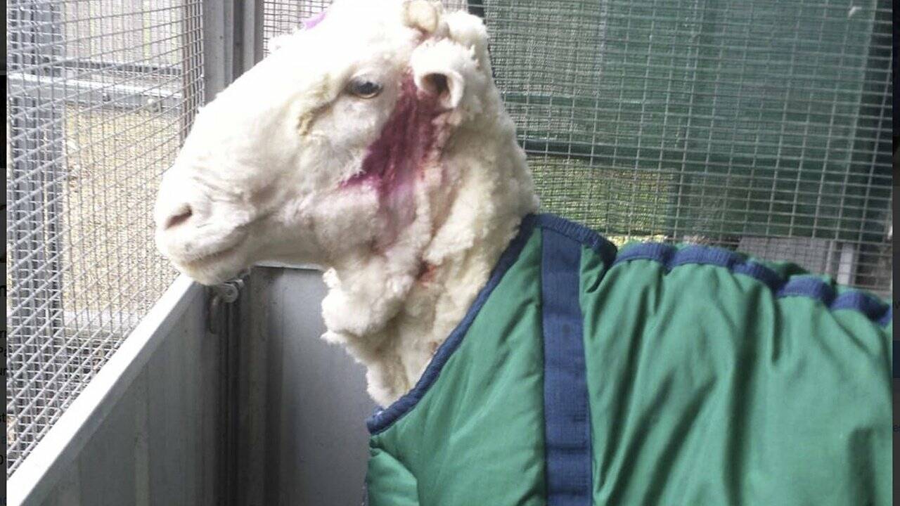Verlorenes Schaf "Chris" von 42 Kilogramm Wolle befreit