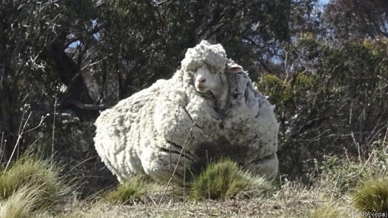 Verlorenes Schaf "Chris" von 42 Kilogramm Wolle befreit
