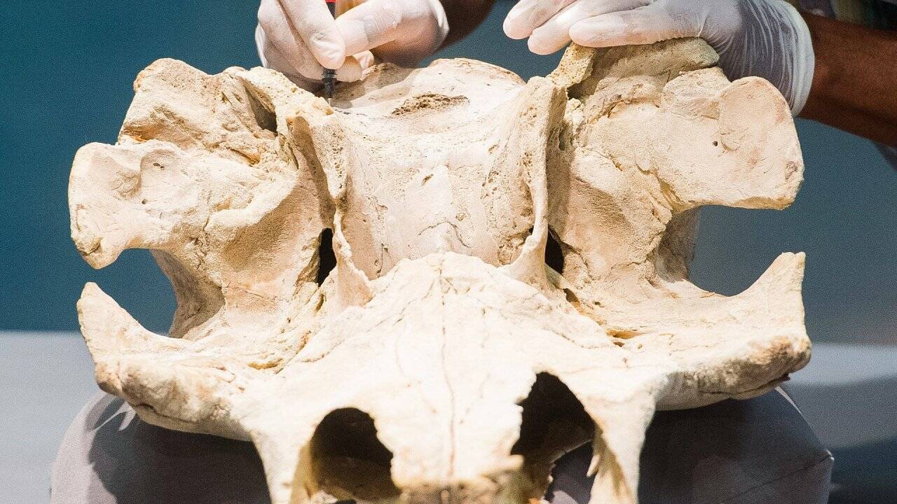 Narwal-Kuh mit zwei Stoßzähnen? - 300 Jahre alter Schädel im DNA-Test