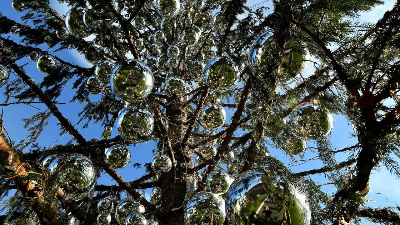 Der Schein trügt: Der römische Christbaum ist vertrocknet. Der Schein trügt: Der römische Christbaum ist vertrocknet.