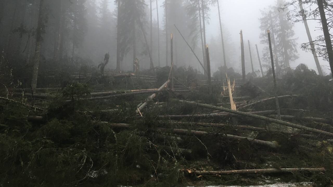 Windwurffläche nach Föhnsturm Yves, Dezember 2017, Forstrevier Gastein. 