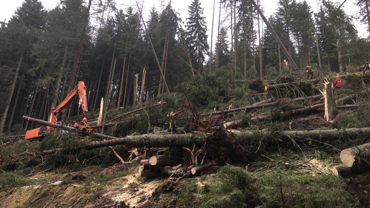 Aufräumarbeiten nach Föhnsturm Yves, Dezember 2017, Forstrevier Gastein. 