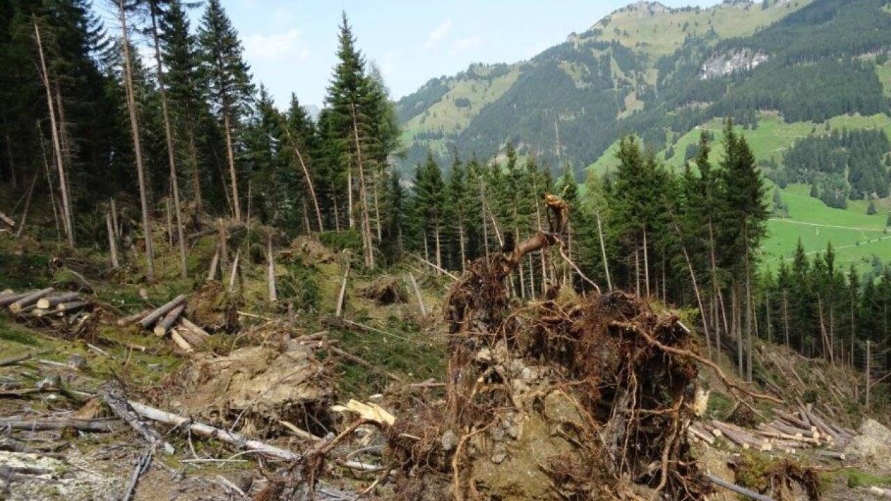 Windwurffläche nach Tornado, Juli 2017, Forstrevier Großarl. 
