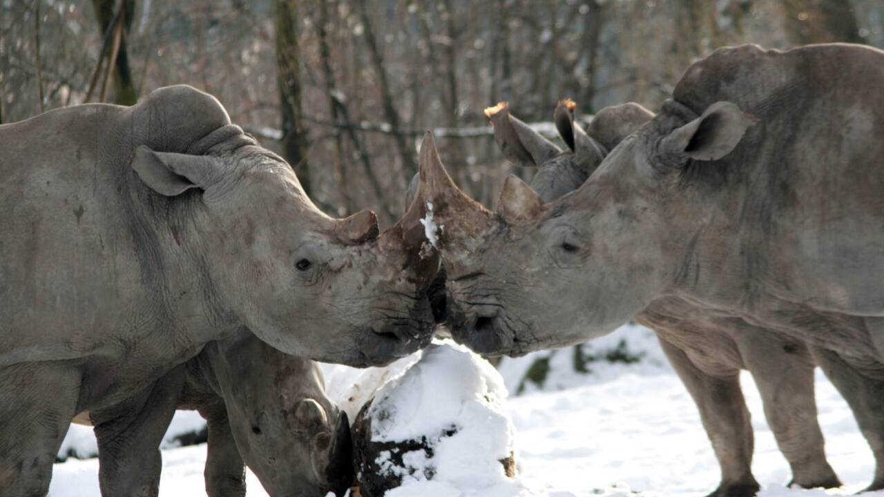 Tamu und Yeti könnten den Salzburger Zoo bald wieder mit Nashorn-Nachwuchs beschenken. 