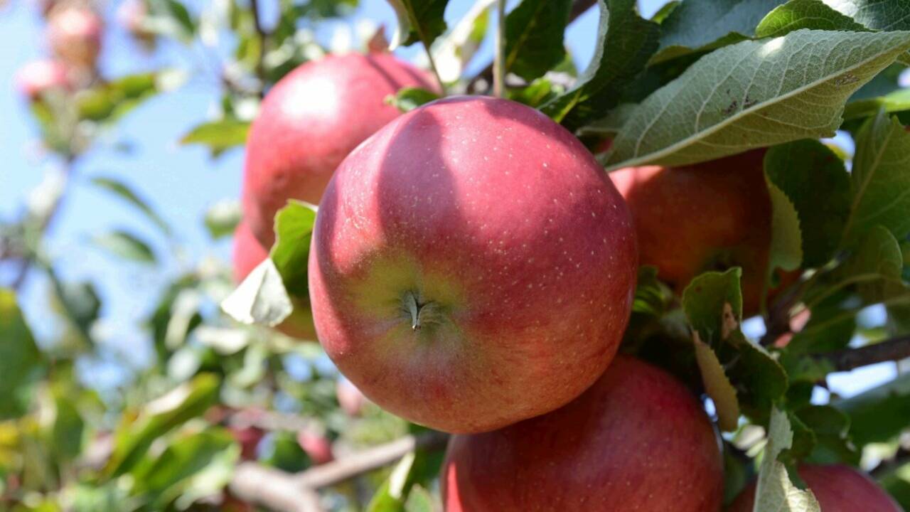 Birpfel oder Apfirne? Kreuzung von Apfel und Birne gesucht