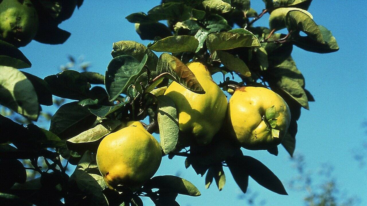 Birpfel oder Apfirne? Kreuzung von Apfel und Birne gesucht