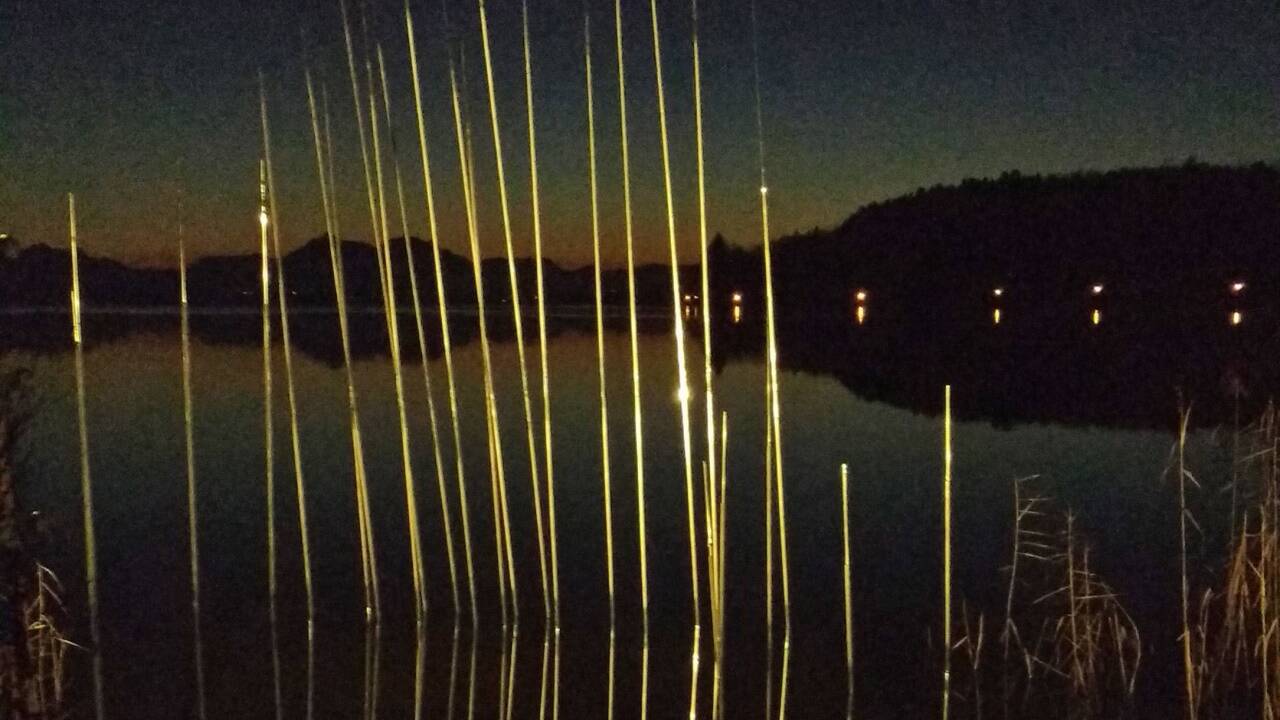 Die Installation trägt den Titel„Schoenoplectus.“ 