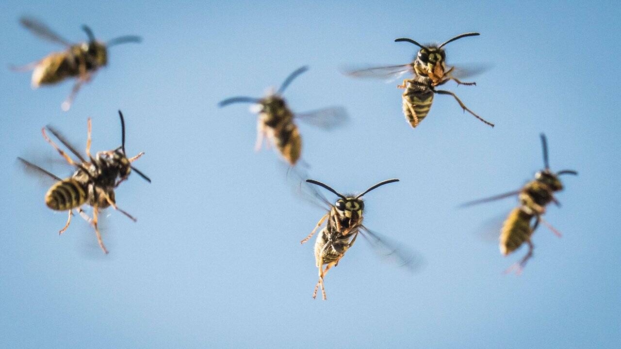 Was hilft wirklich gegen Wespen? Tipps gegen die Plage