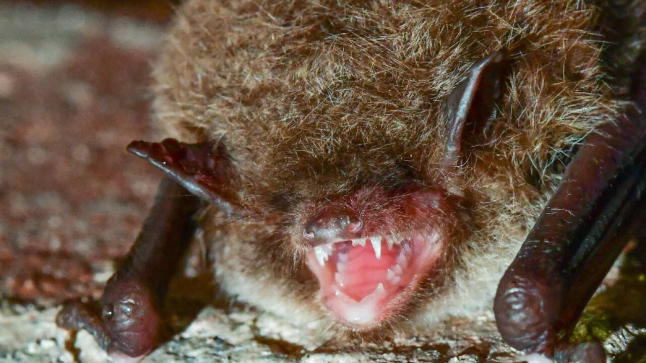 Bub von Fledermaus angesteckt 
