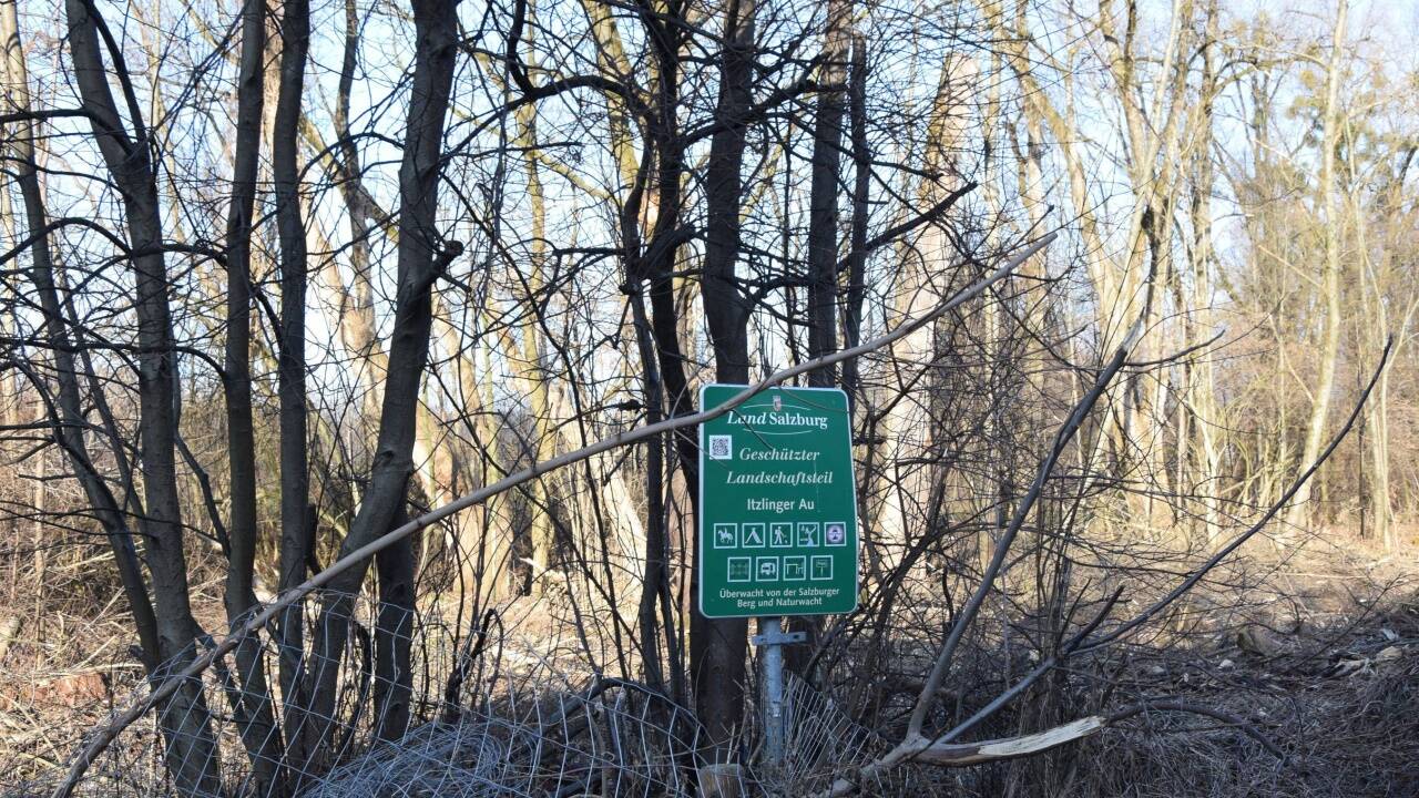 Die Baumfällung im geschützten Landschaftsteil Itzlinger Au an der Bozner Straße war aus Sicherheitsgründen nötig.  
