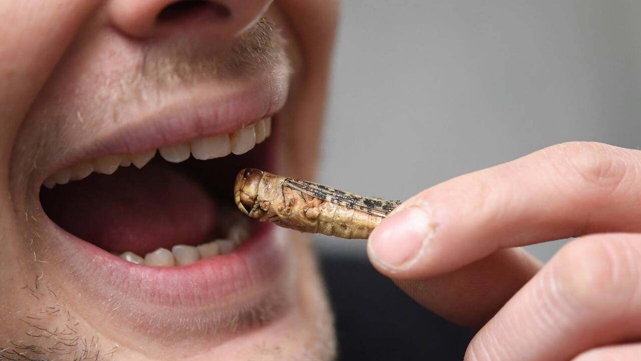 Liebe auf den ersten Biss: Ein Mann kostet eine getrocknete Wander-Heuschrecke, aufgenommen am Montag, 15. Jänner 2018, anlässlich eines Insektenkochkurses in Wien. 