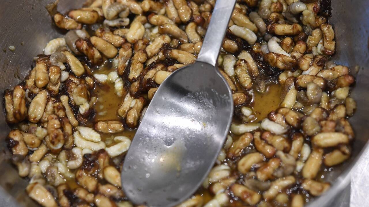 Aus dem Vollen schöpfen: Bienendrohnenlarven . 