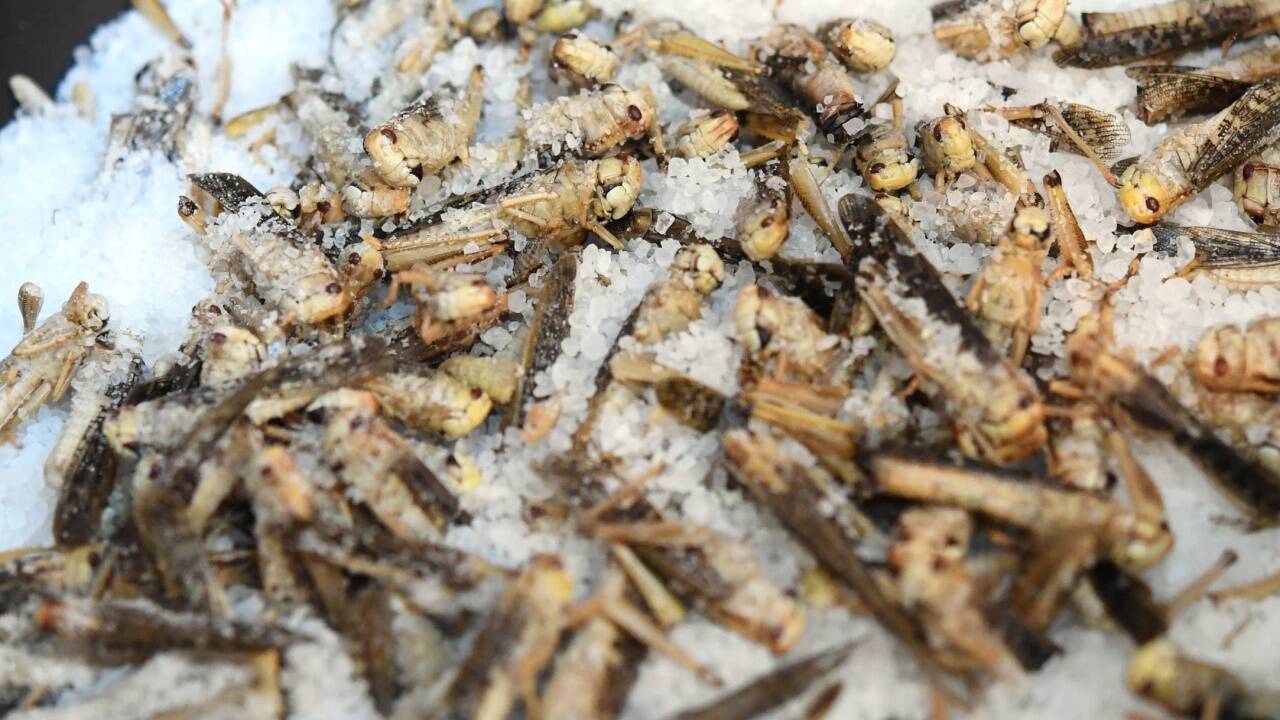Sauer macht lustig: In Salz gebackene Wander-Heuschrecken. 