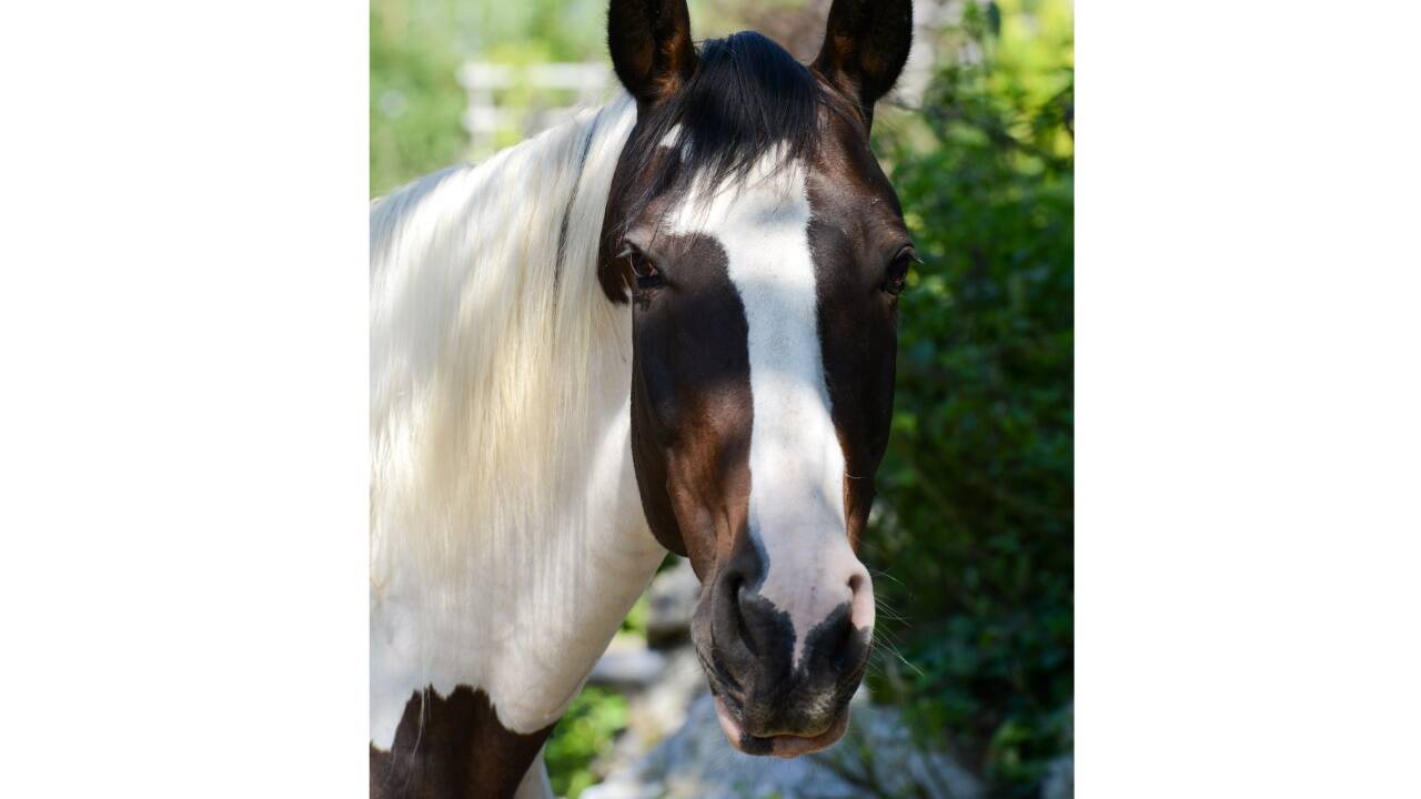 Warmblutstute Tinka (im Bild) und Haflingerwallach Dega suchen dringend ein neues Zuhause. 