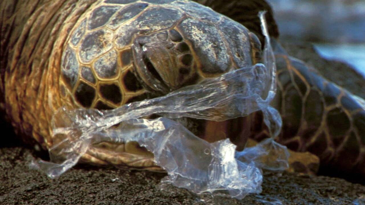 Eine an einer Plastikfolie erstickte Meeresschildkröte liegt an einem Strand in Hawaii. 