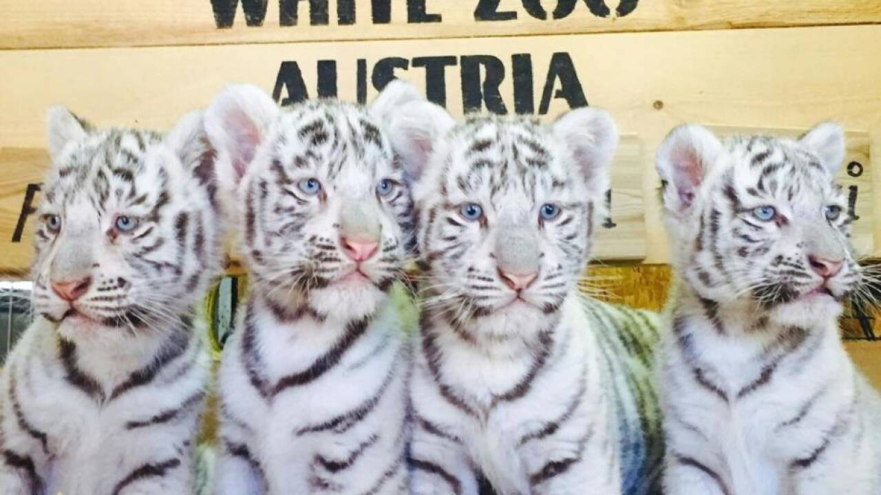 Zwei der weißen Tiger-Vierlinge wurden Südkorea geschenkt 