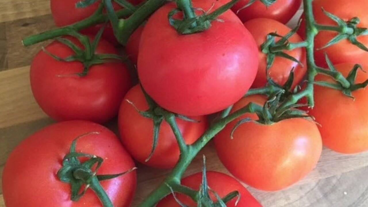 Jede Menge Tomaten - oder: Wir müssen ja nicht immer miteinander reden