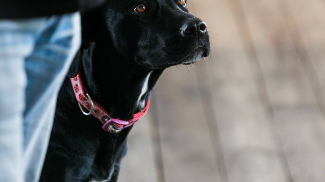 Wie verstehe ich meinen Hund? Martin Rütter, Deutschlands erfolgreichster Hundetrainer, gibt Redakteurin Susanna Berger (mit Hündin Juli) Nachhilfe.  