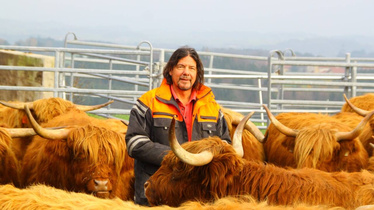Hugo Lucian inmitten seiner Herde von Hochlandrindern. Diese Tiere leben hoch über Obertrum wie im Paradies. Aber auch sie müssen es eines Tages verlassen.  Hugo Lucian inmitten seiner Herde von Hochlandrindern. Diese Tiere leben hoch über Obertrum wie im Paradies. Aber auch sie müssen es eines Tages verlassen.