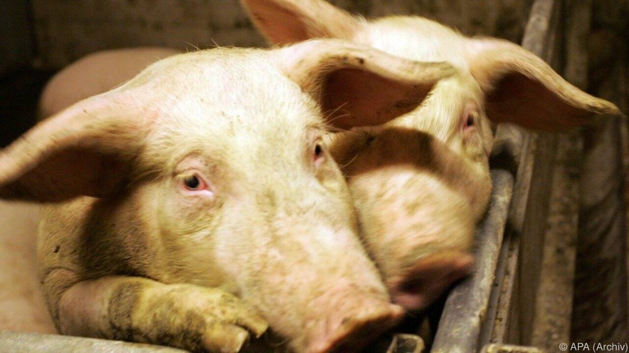 Mangelware Bioschwein: "Wer Fleisch isst, will billige Ware"