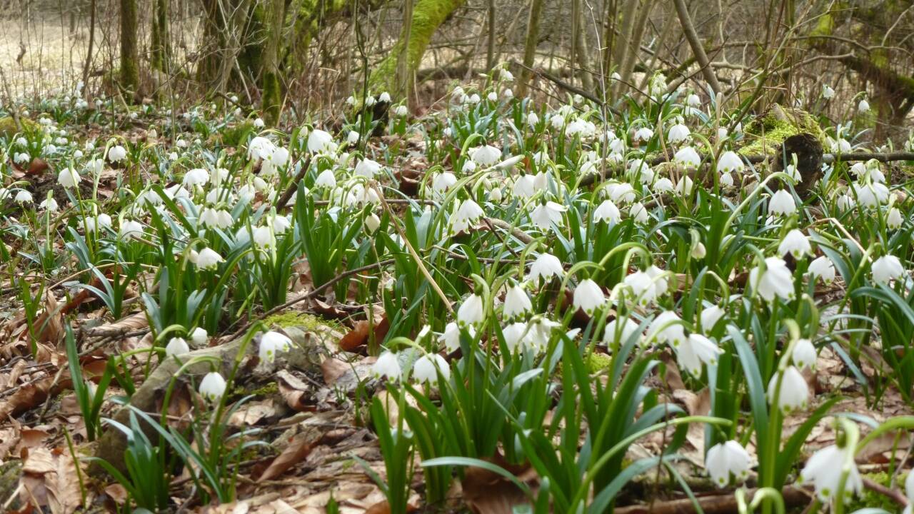 Frühlingsboten im lichten Wald am Wegrand. 