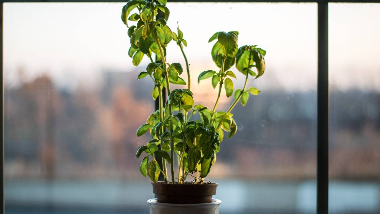 Mit dem eigenen Kräutergarten kann man das ganze Jahr über feine Kräuter für Tees und Gerichte verwenden. 