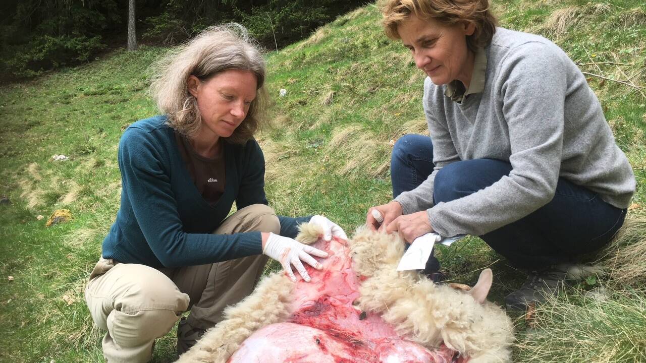 Die Wolfsbeauftragte des Landes, Gundi Habenicht (li.) und Gabriele Fiedler, Tierärztin und Vorstandsmitglied der Salzburger Jägerschaft, untersuchen eines der gerissenen Tiere in Tenneck.  