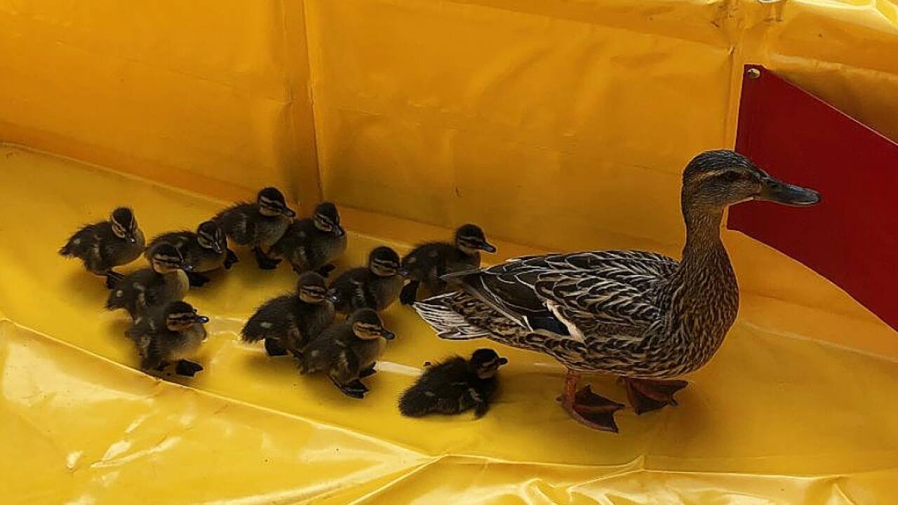 Tierrettung entließ die Entenfamilie wieder in die Freiheit 