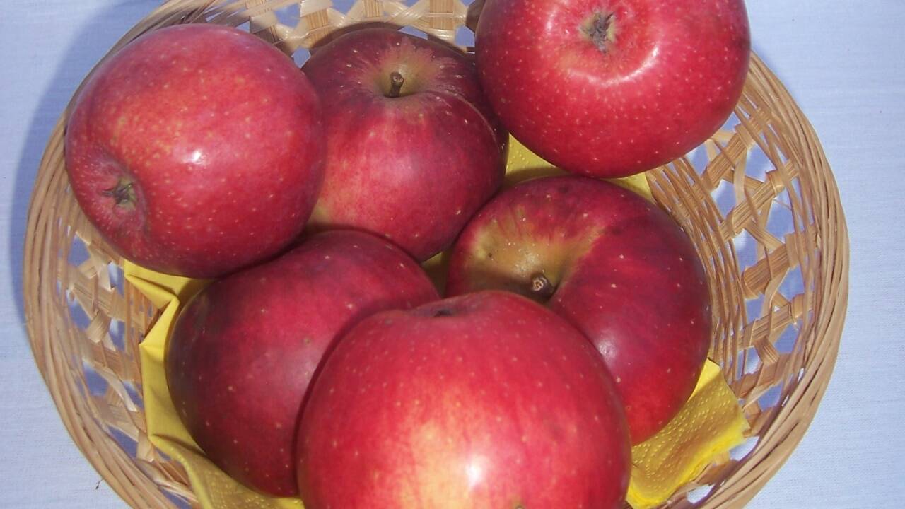 Seit 20 Jahren gedeiht im Obstgarten in Elsbethen der Salzburger Rosenstreifling. Im Bild Obmann Paul Haslauer und Baumwärterin Silvia Wambacher vom Obst- und Gartenbauverein Elsbethen. 