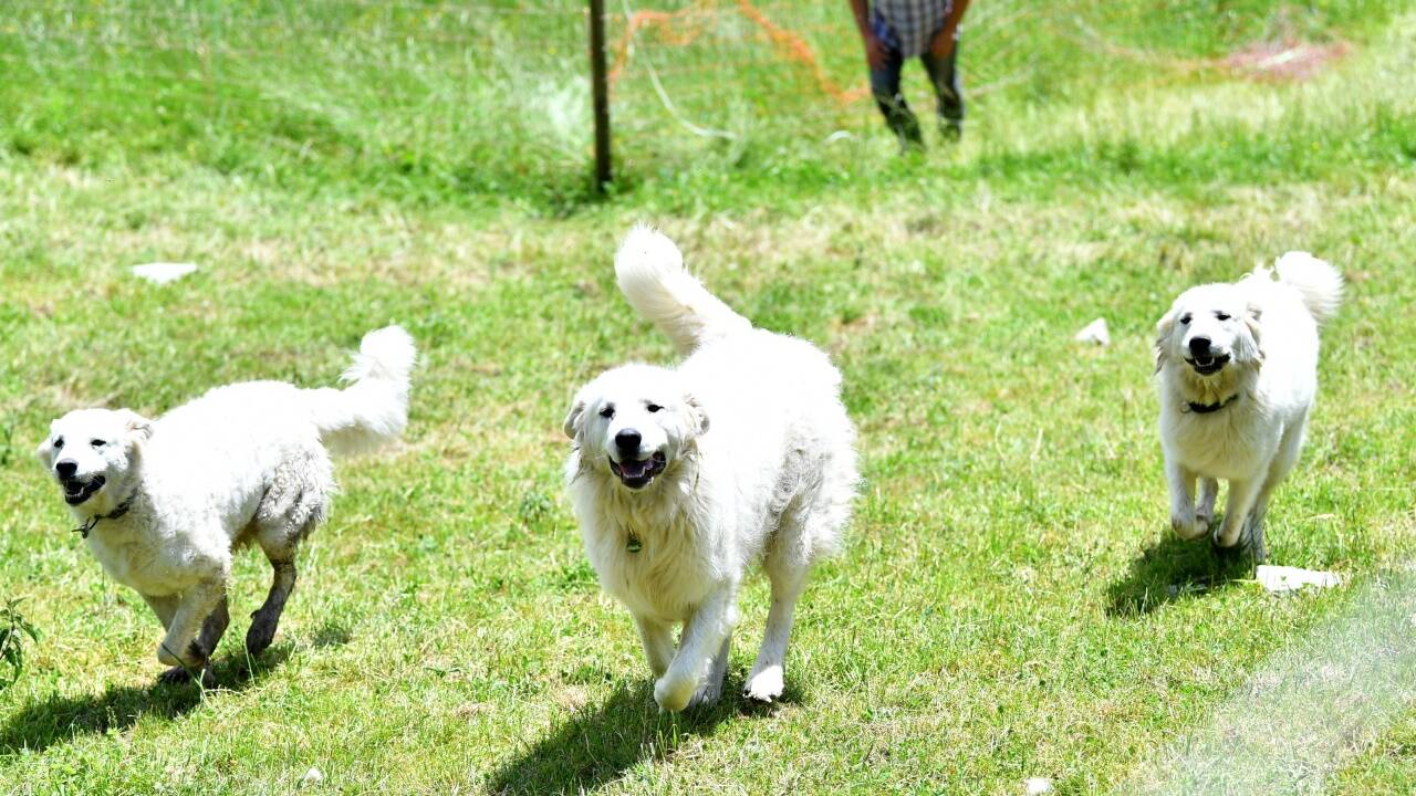 Herdenschutzhunde Maremmano-Abruzzese und Georg Höllbacher (Landwirt und Beratungsstelle für Herdenschutz), am Mittwoch, 23. Mai 2018 in Bad Vigaun. 