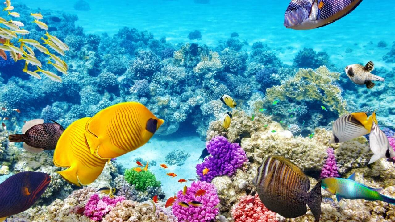 Das bunte Leben unter Wasser ist weltweit menschengemachten Gefahren ausgesetzt. Das bunte Leben unter Wasser ist weltweit menschengemachten Gefahren ausgesetzt.
