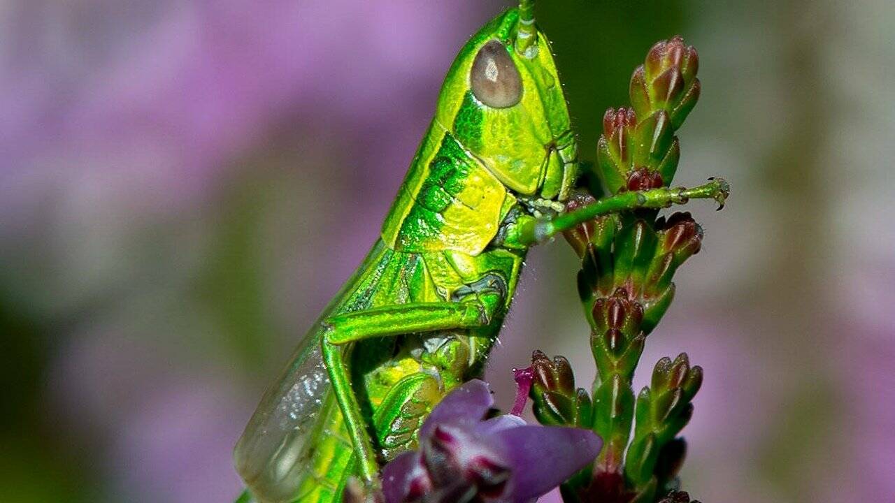 Hype um eine Delikatesse: Heuschrecken-Saison in Uganda